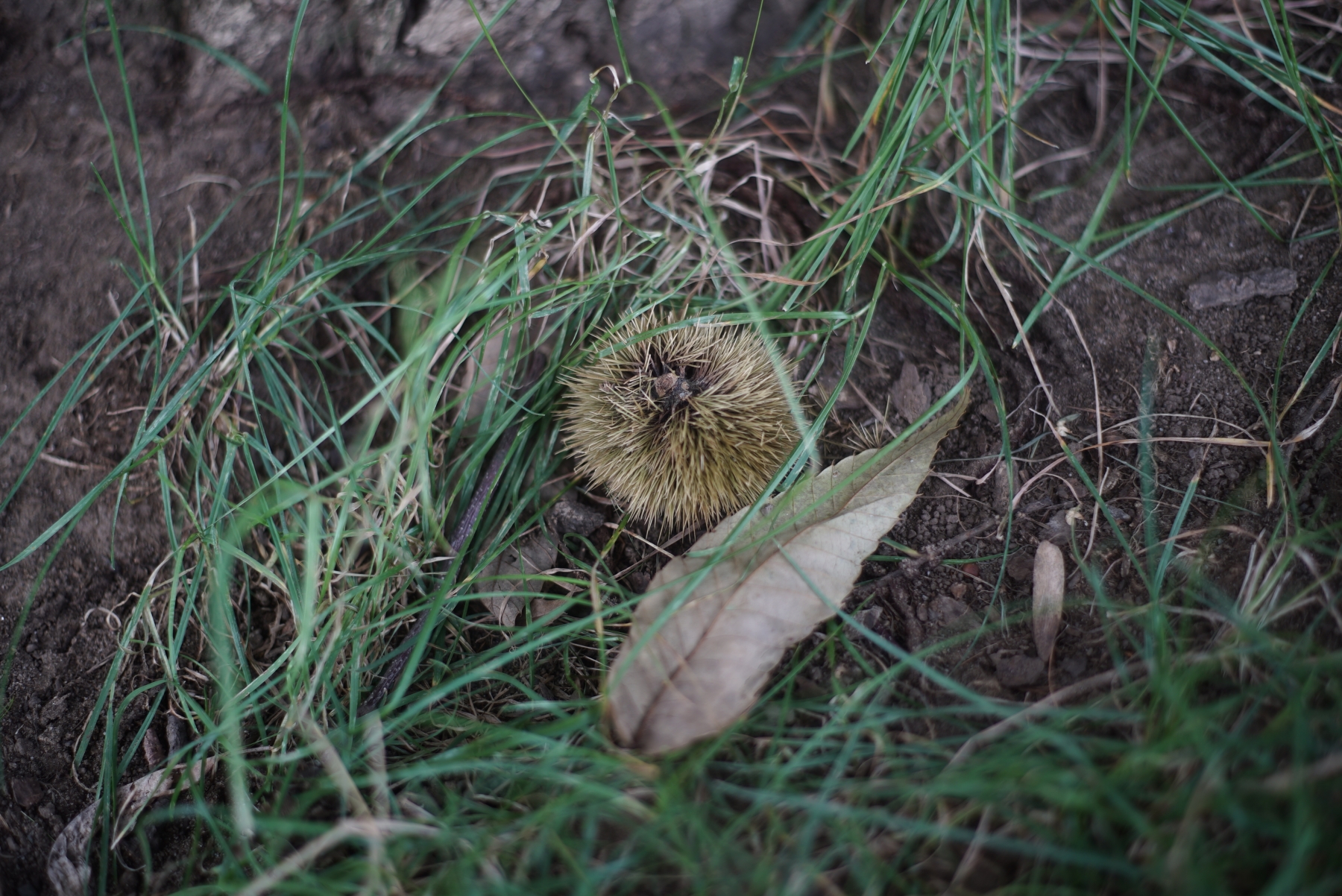 smc PENTAX-M 50mm F1.7　栗