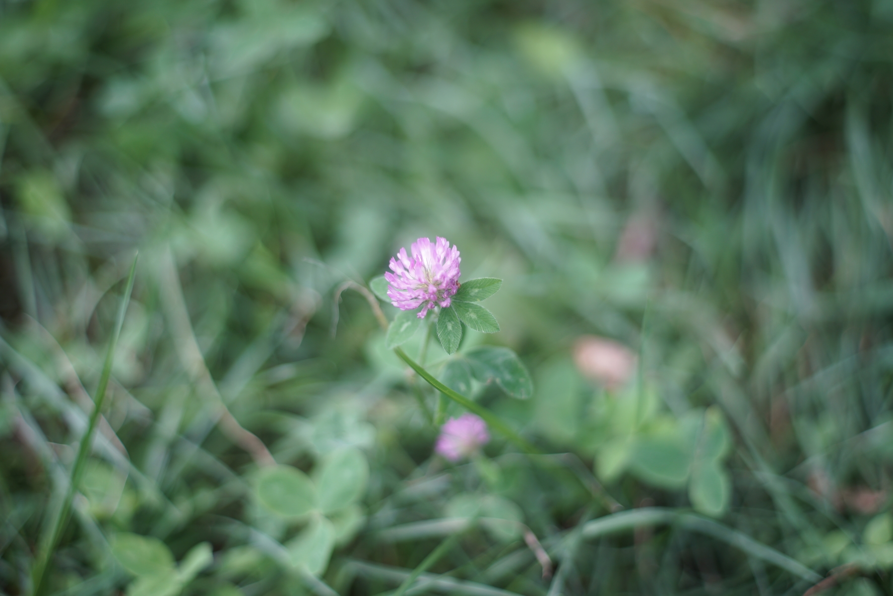 smc PENTAX-M 50mm F1.7　花