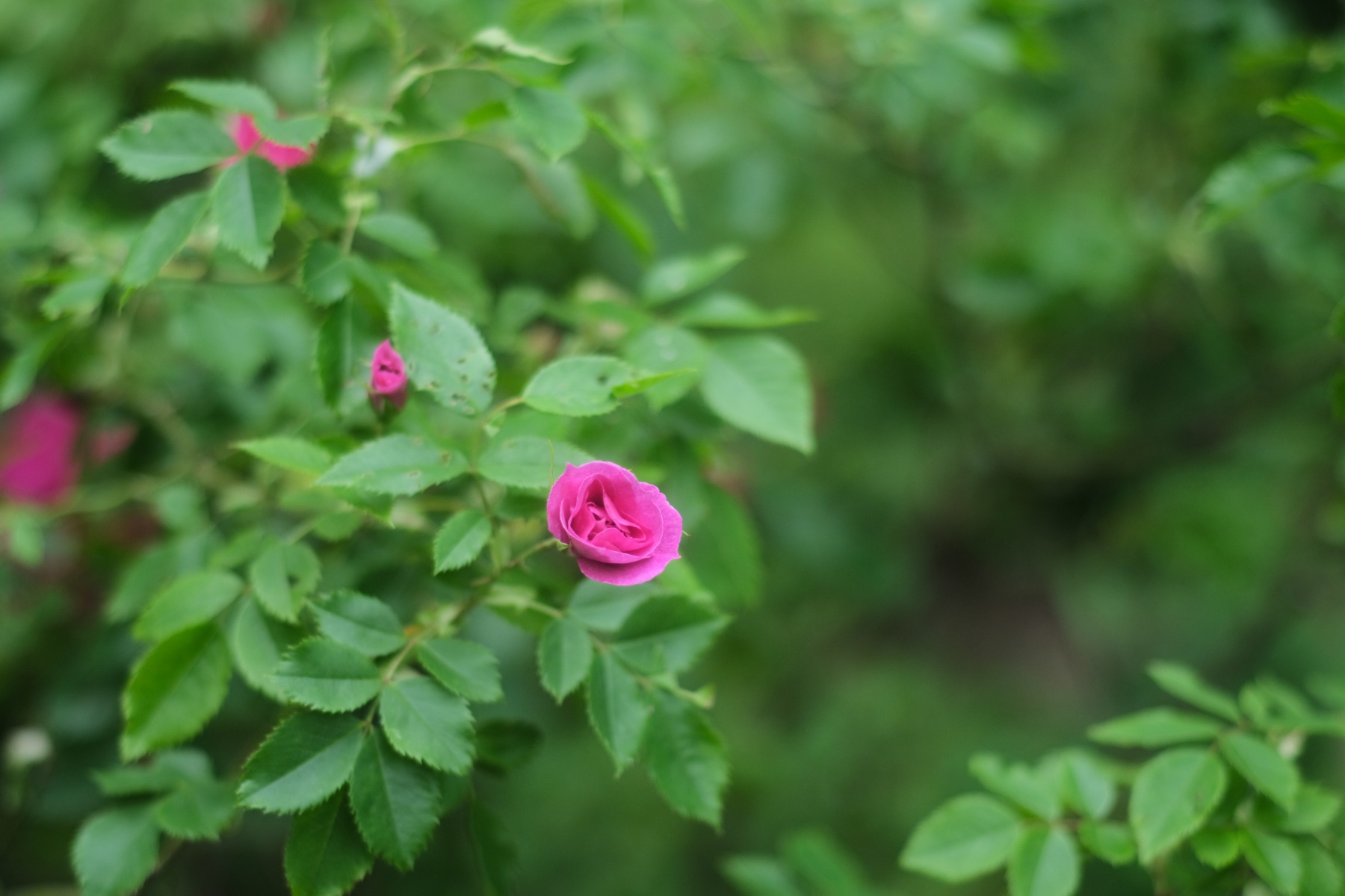 SMC PENTAX-M 50mm F17 薔薇