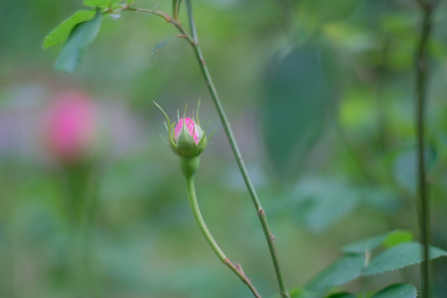 SMC PENTAX-M 50mm F17 薔薇2