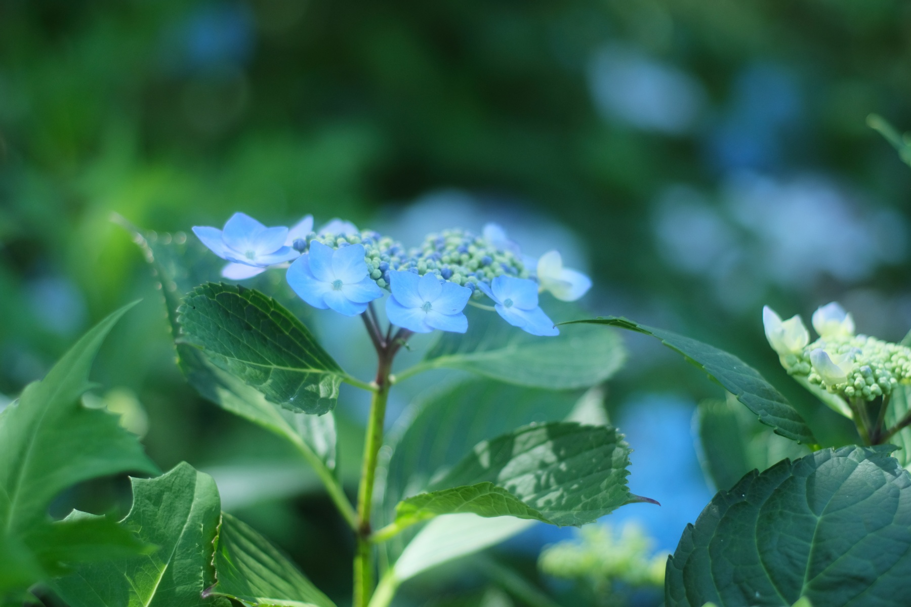 SMC PENTAX-M 50mm F17 紫陽花