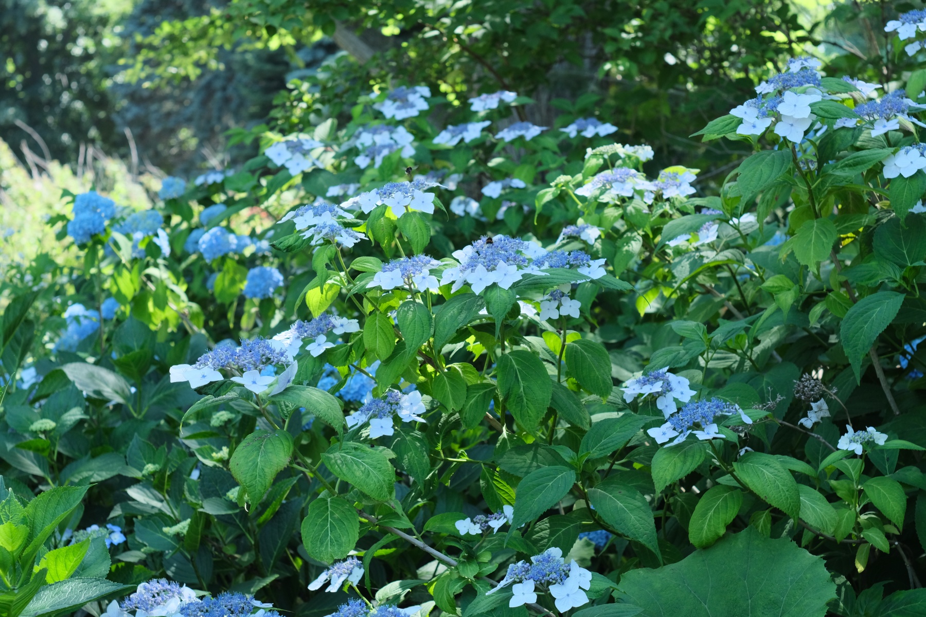 SMC PENTAX-M 50mm F17 紫陽花4