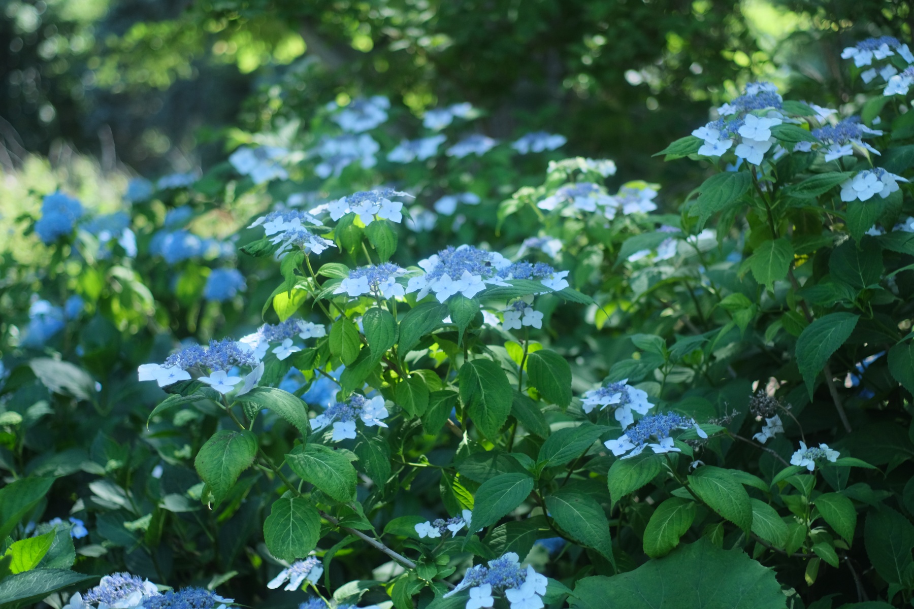 SMC PENTAX-M 50mm F17 紫陽花3