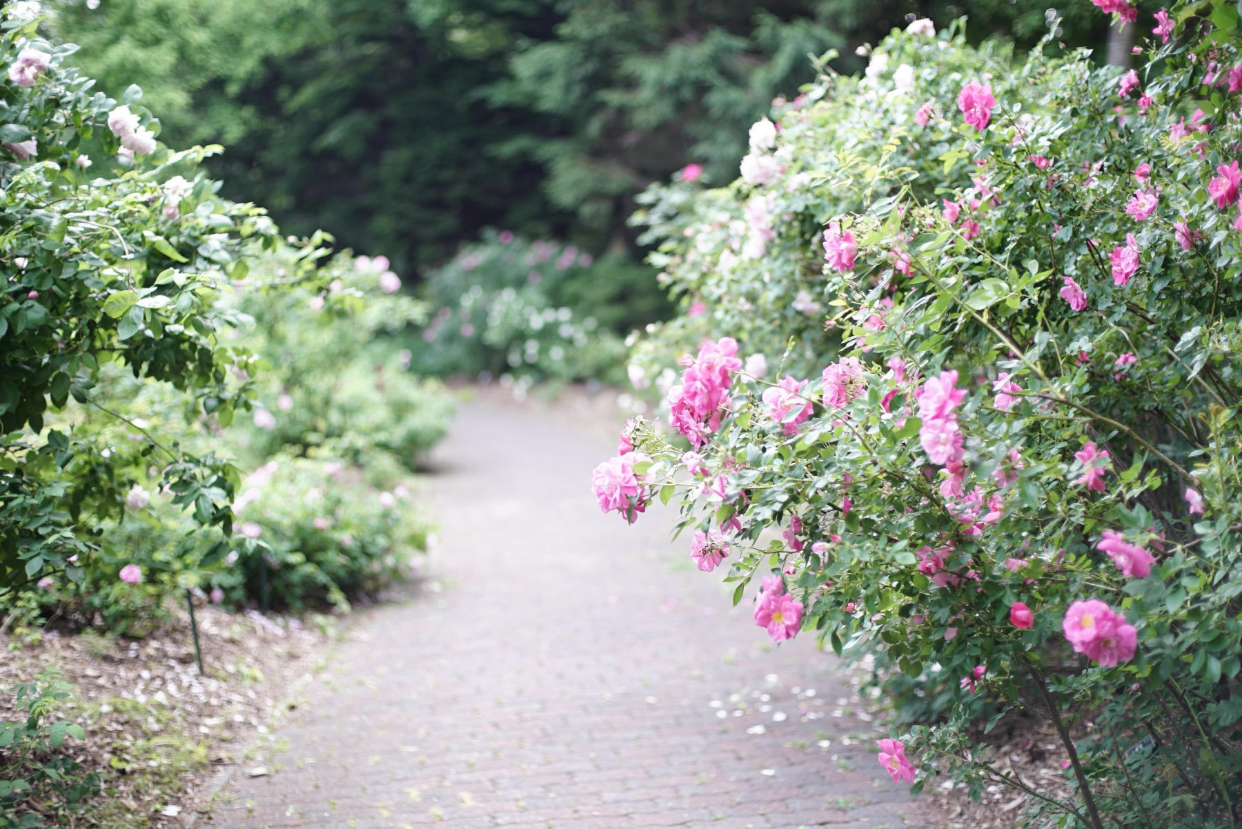 CONTAX Planar 1.4/50 AEJ 薔薇