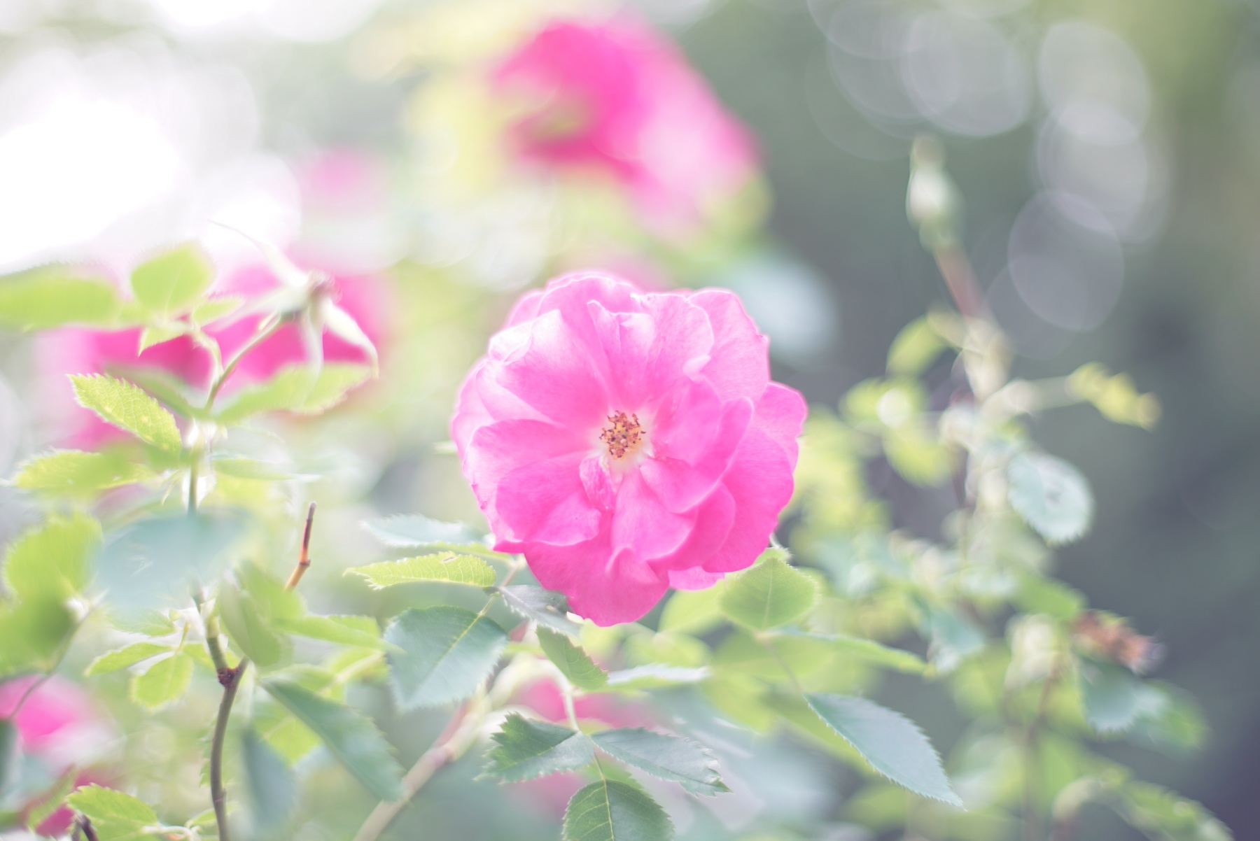 CONTAX Planar 1.4/50 AEJ 薔薇2