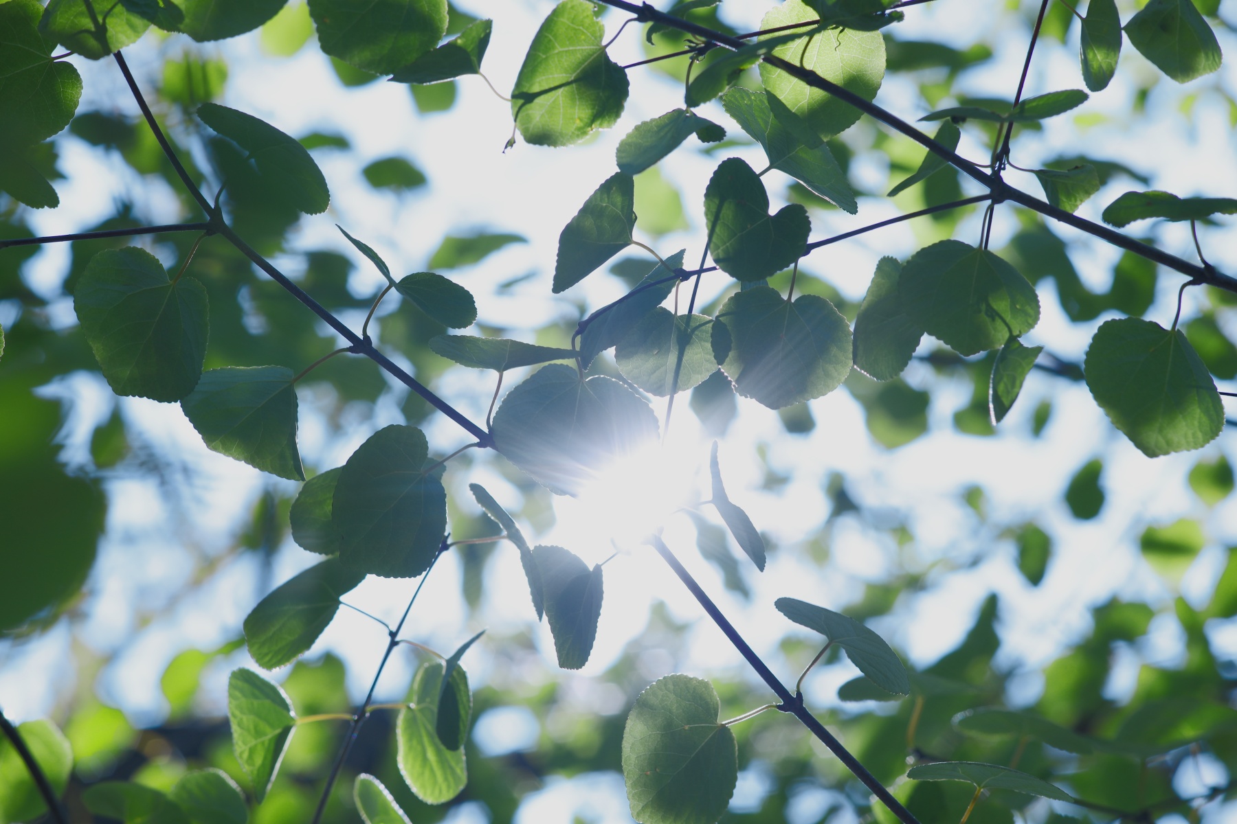 Contax-Sonnar-135mm-F28-MMJ-葉