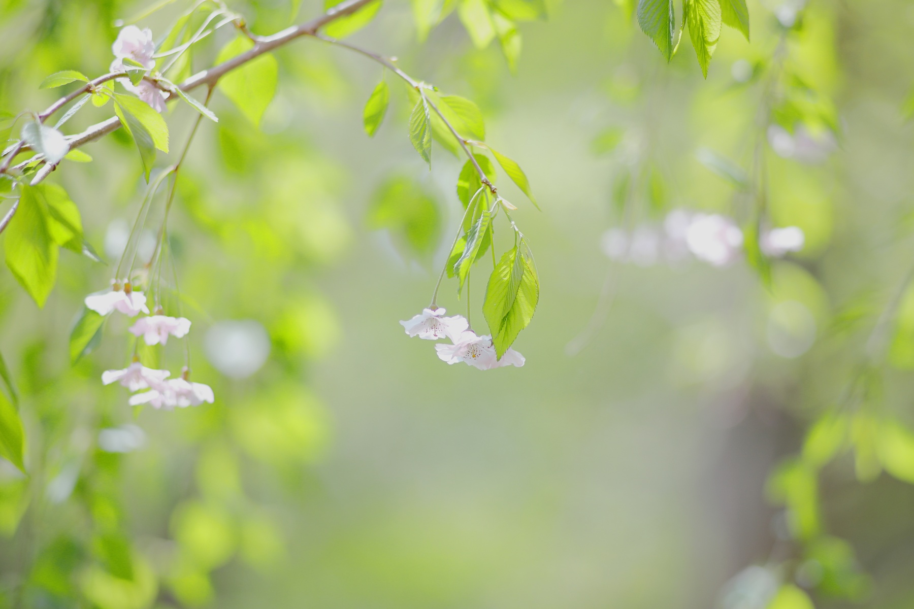 Contax-Sonnar-135mm-F28-MMJ-桜