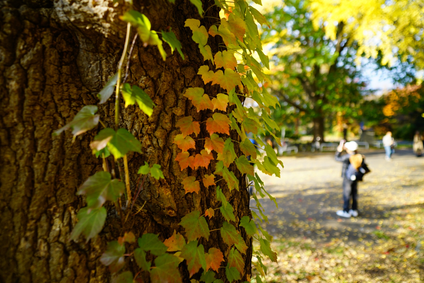 Tokina firin20mm f2 fe mf 作例5