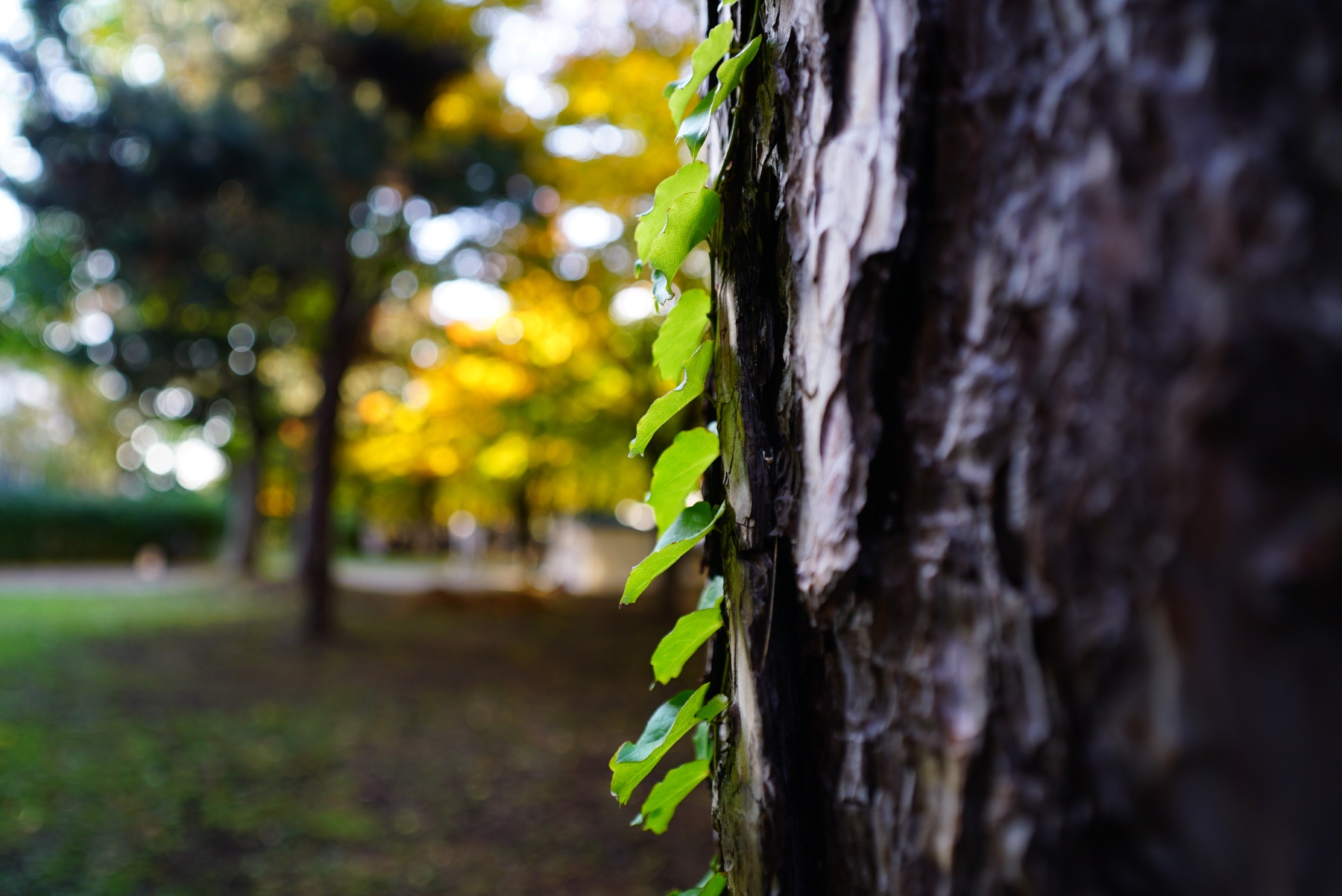 firing-20mm-f2-fe-mf-作例