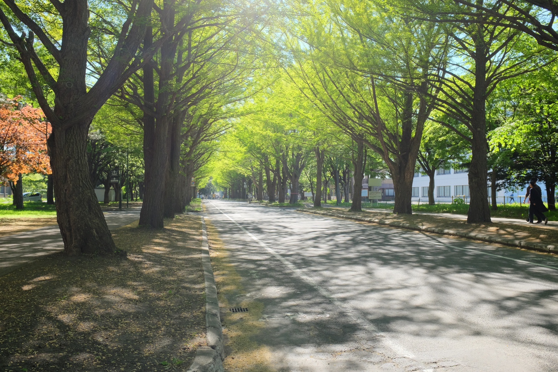 FUJIFILM X100S-北大の樹木