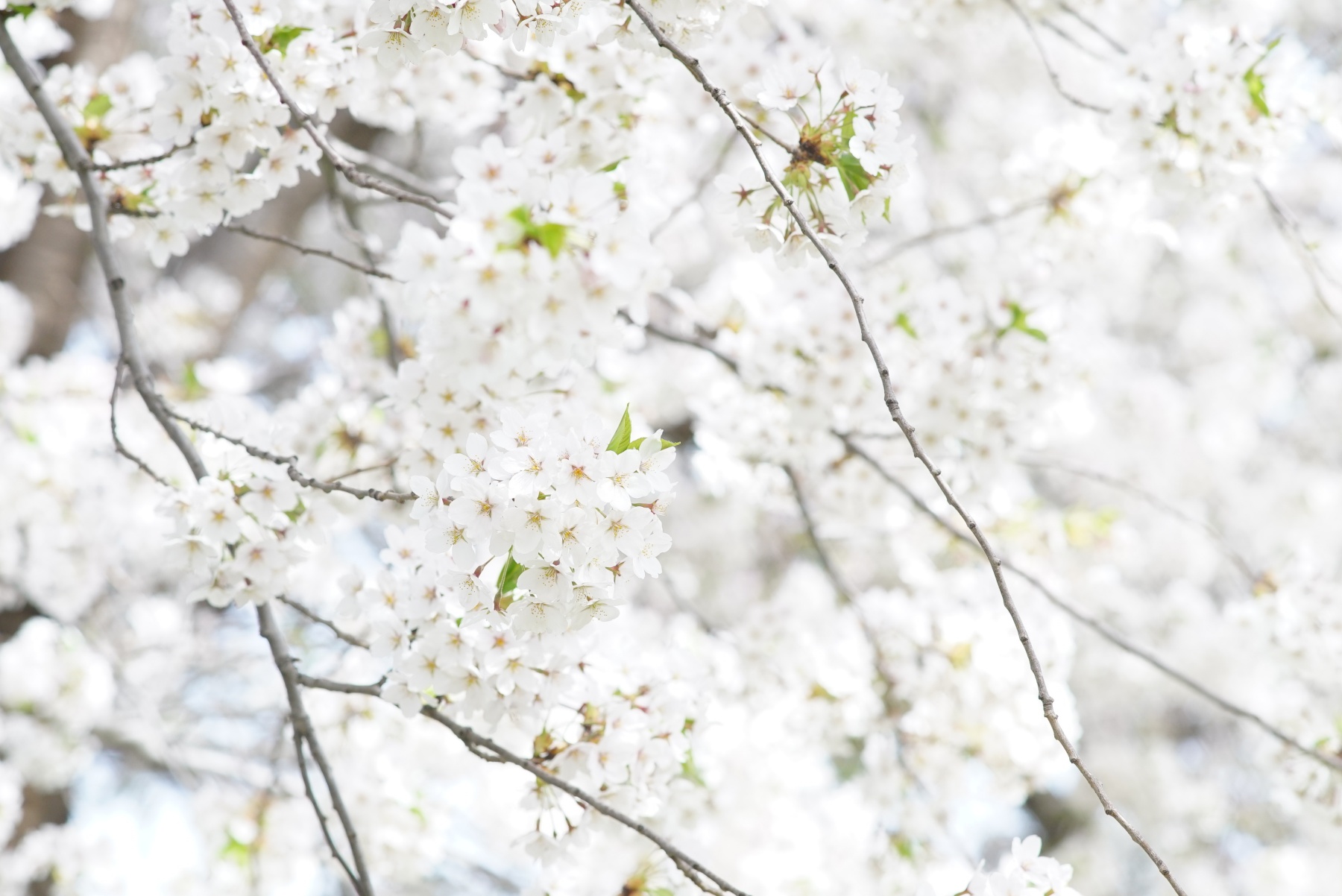 α7S作例_桜