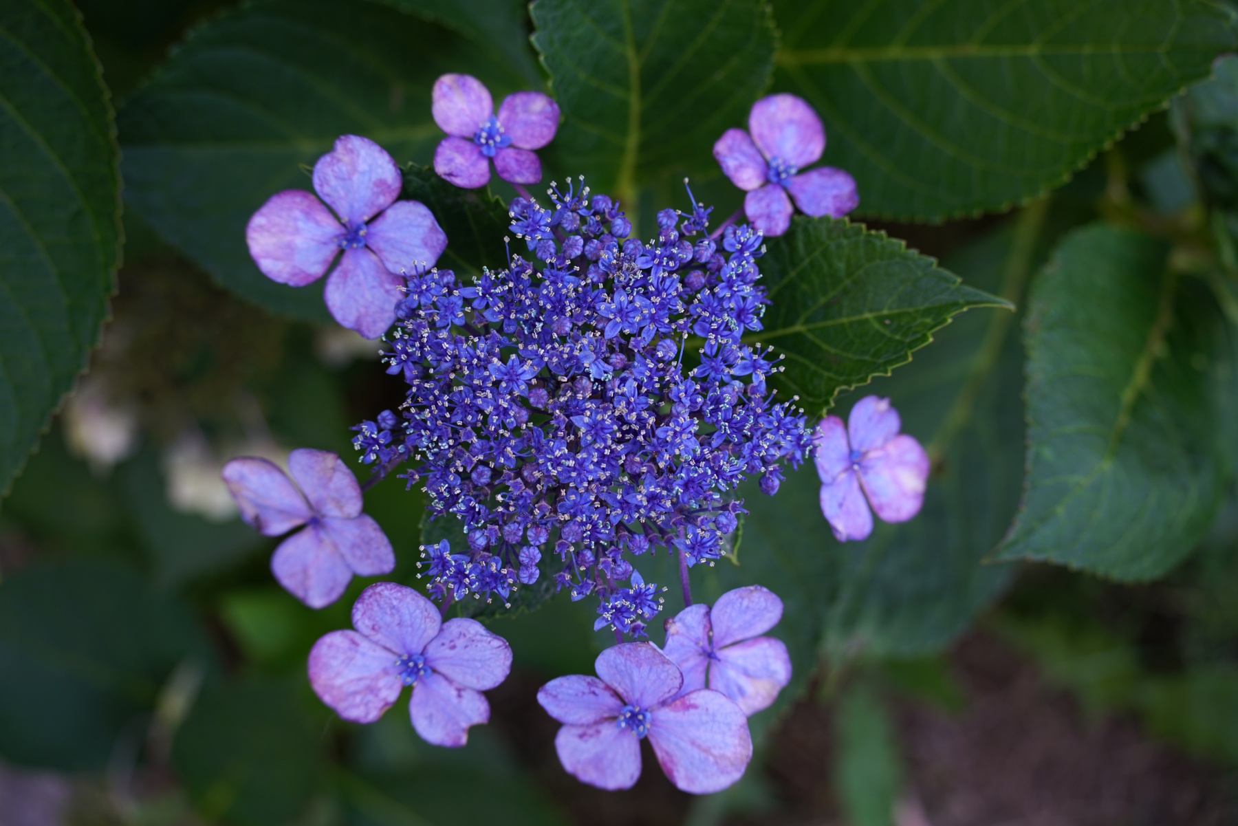 TAMRON 50-300mm a069 画角50mm-紫陽花の全体