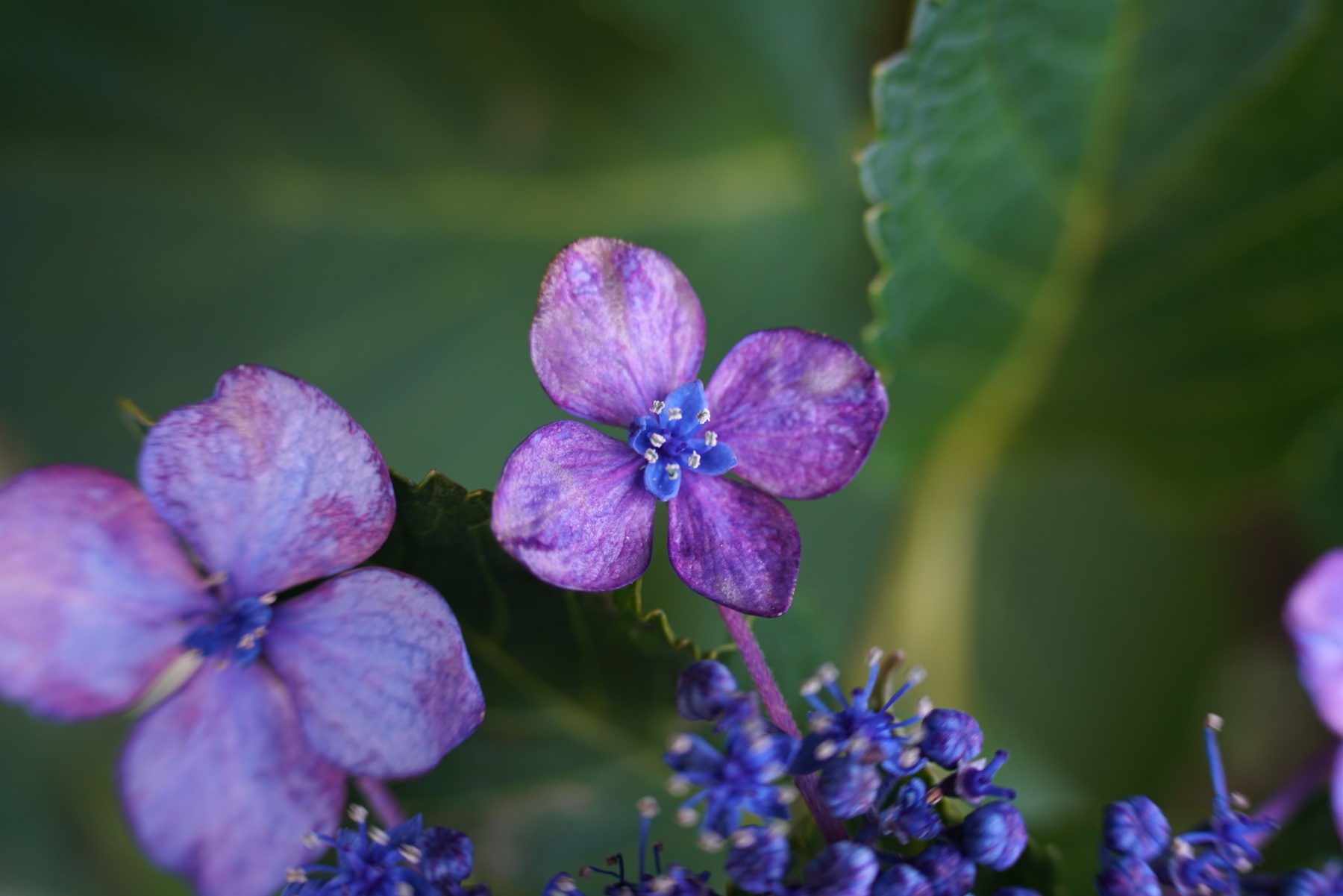 TAMRON 50-300mm a069 画角50mm-最短撮影距離で撮ったとき