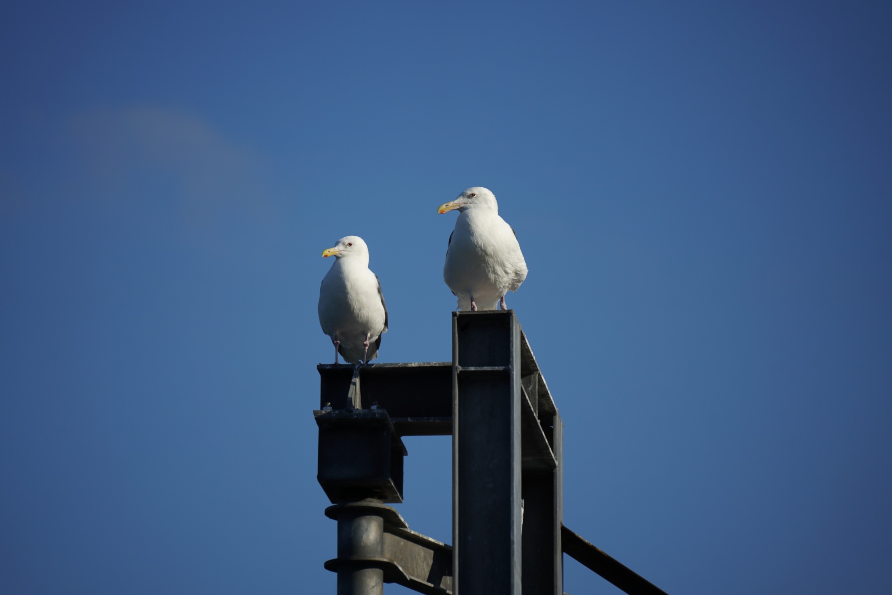 TAMRON 50-300mm a069 作例9 カモメ