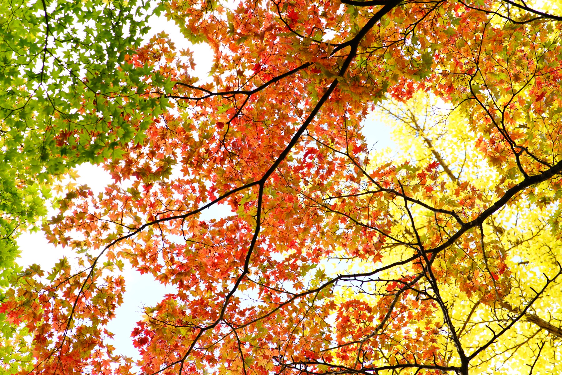 α7RⅡ 作例-紅葉