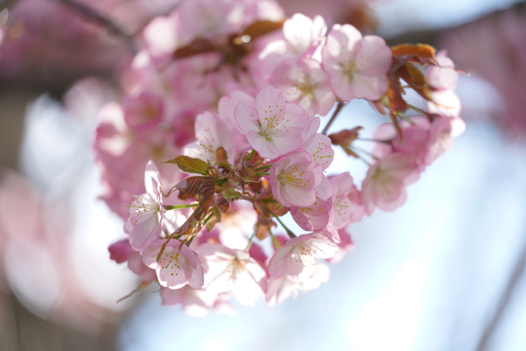TAMRON 50-300mm a069 作例1