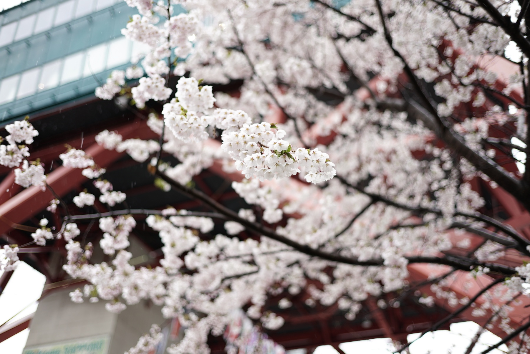NOKTON classic 35mm F1.4 E-mount 作例-スナップ2