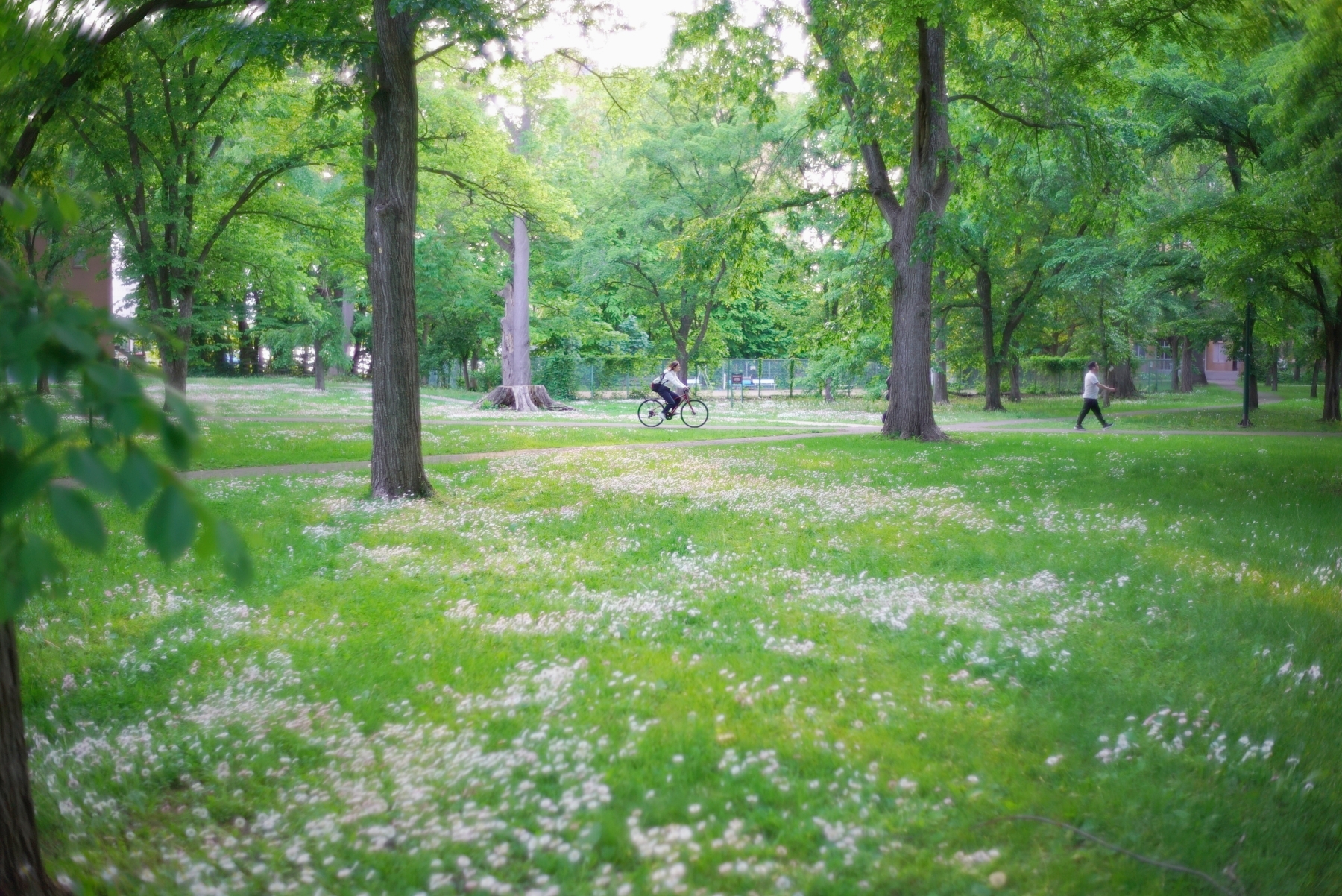 NOKTON classic 35mm F1.4 E-mount スナップ1