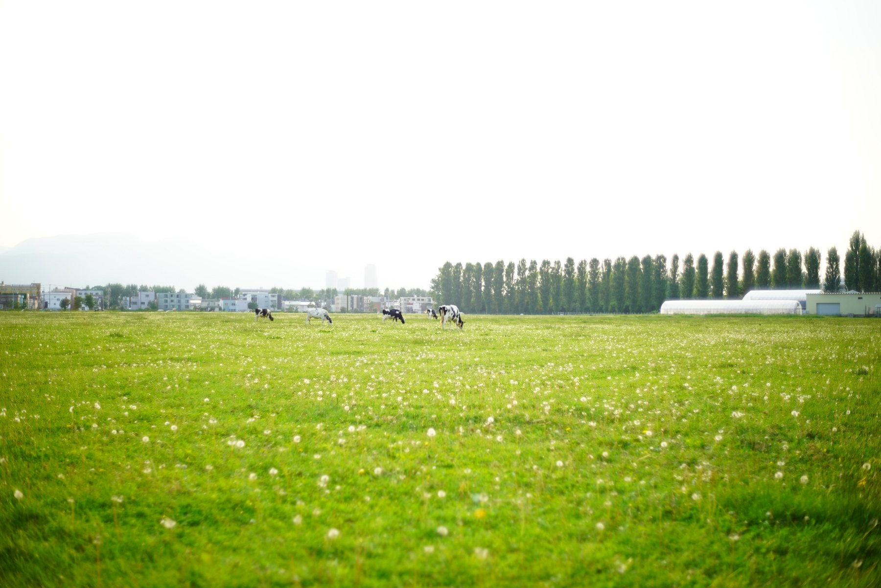 NOKTON classic 35mm F1.4 E-mount 作例-牛