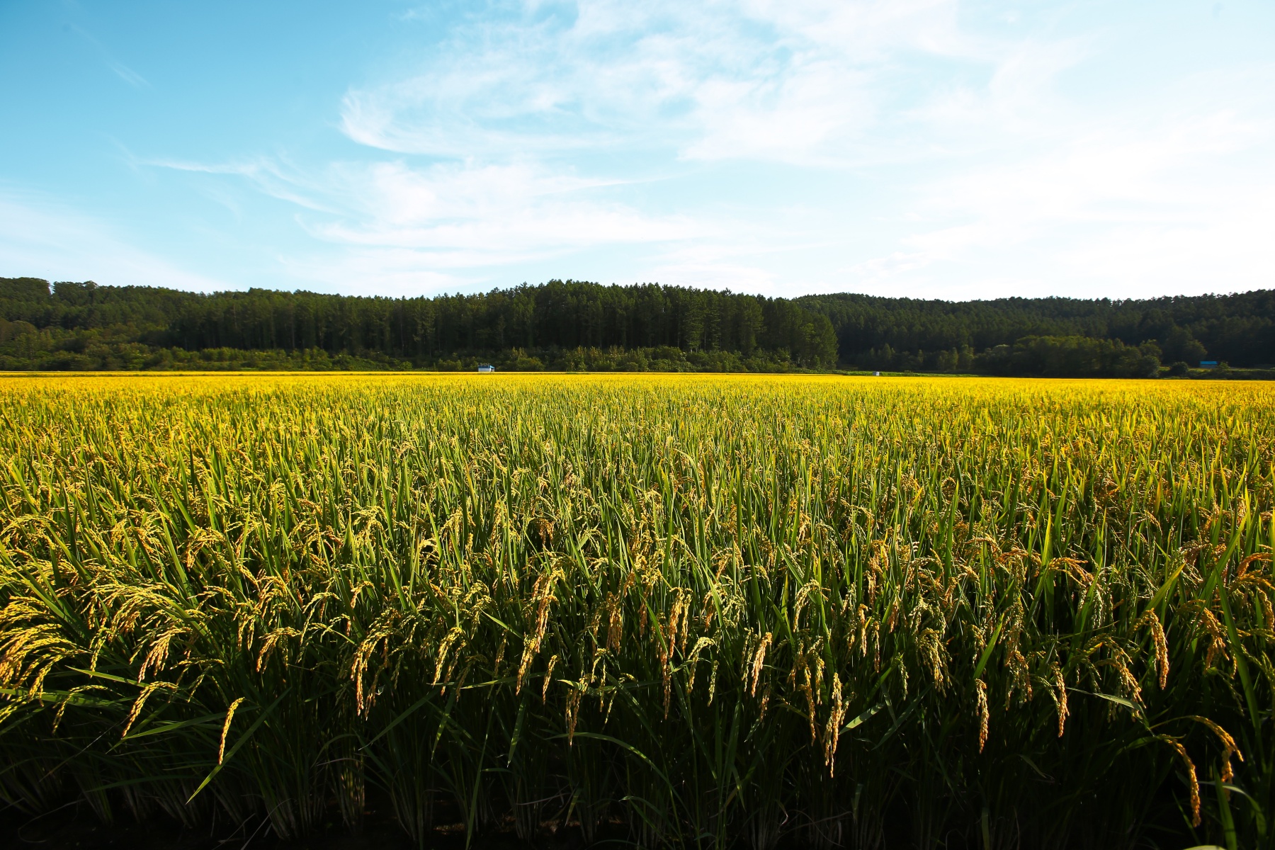EOS6D-作例-稲-夏