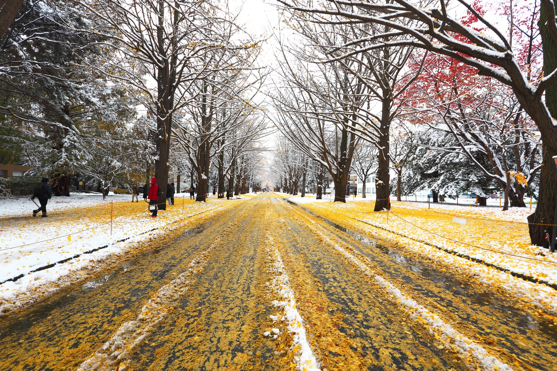 EF16-35mm F2.8L USM-16mm域-北大の雪とイチョウ並木