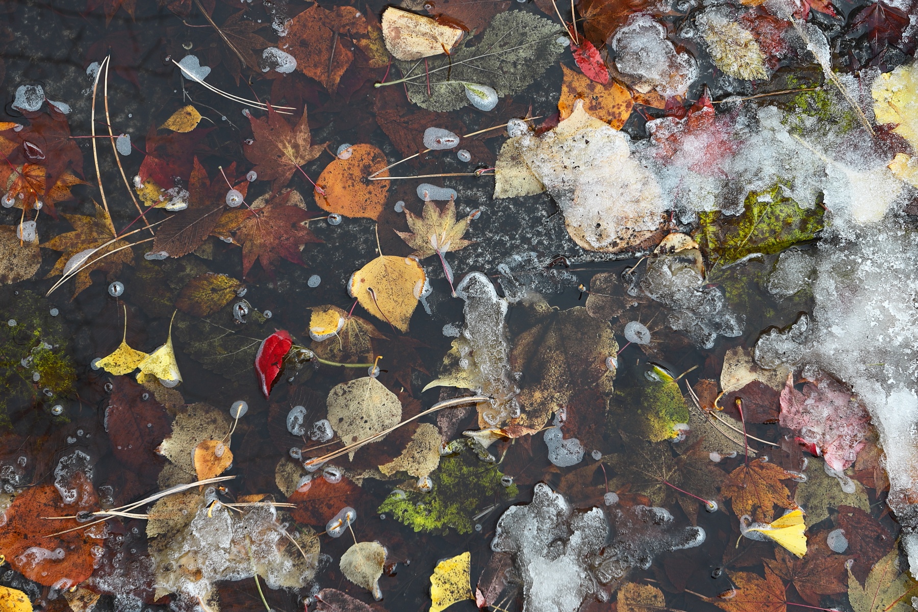 EF16-35mm F2.8L USM-紅葉35mm