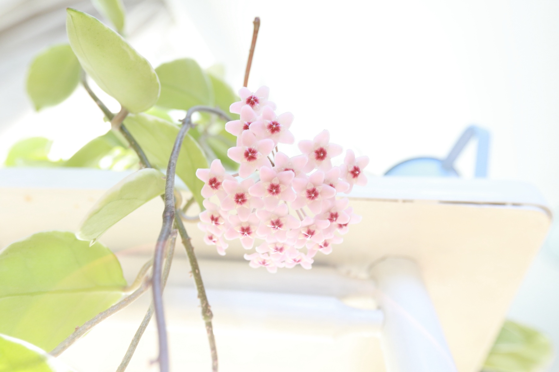 EF16-35mm F2.8L USM-ボケ具合