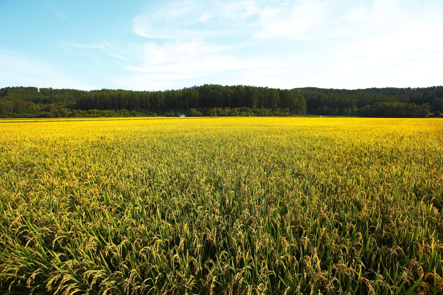 EF16-35mm F2.8L USM-16mm域-東川の稲