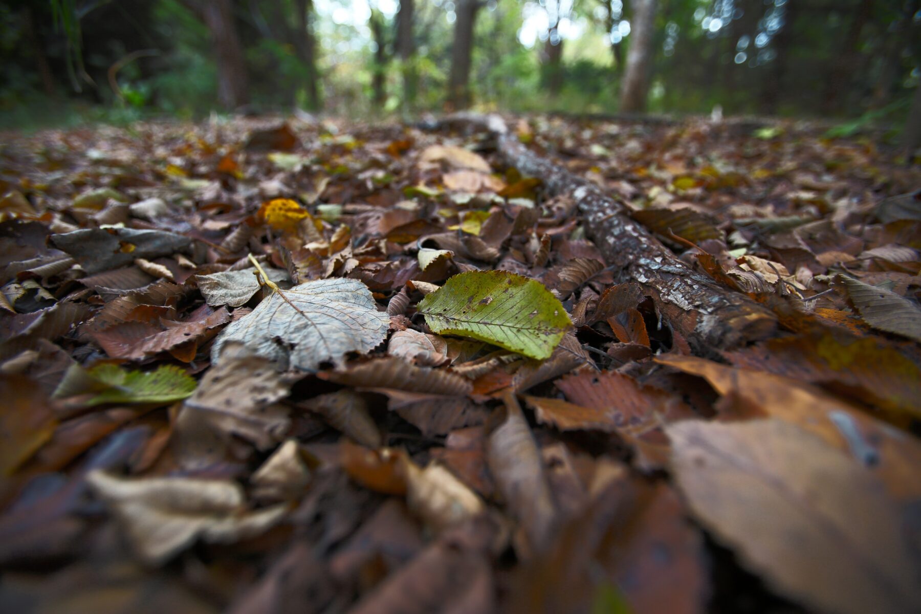 EF16-35mm F2.8L USM-16mm域ボケ具合