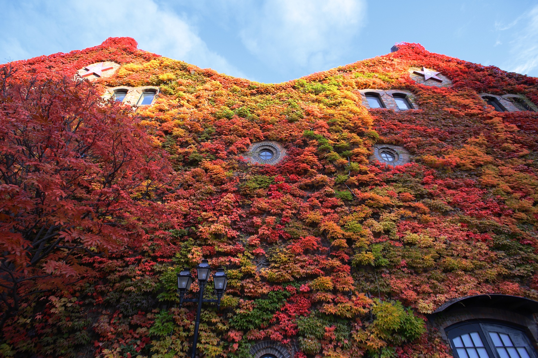 EF16-35mm F2.8L USM-16mm域-ファクトリー秋の蔦