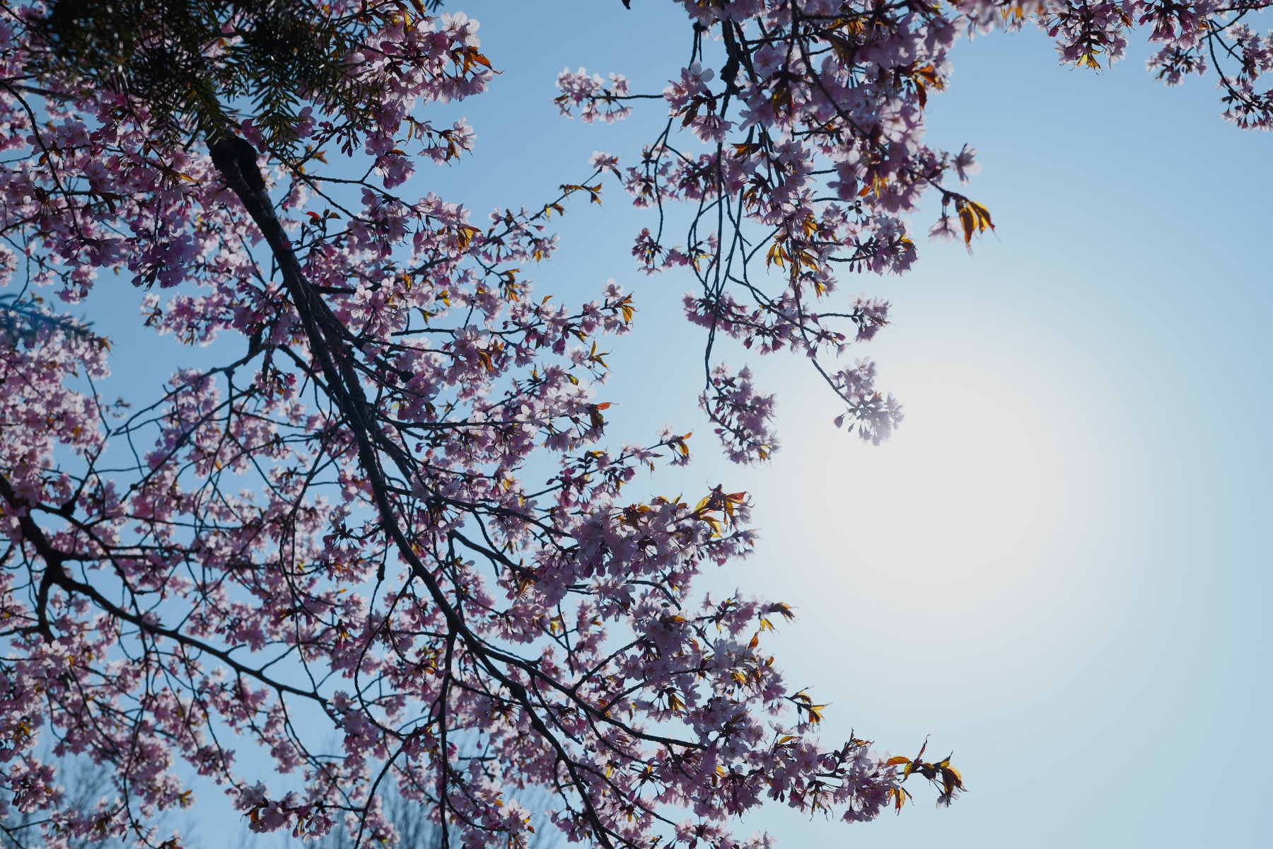EF40mm-F28-STM-逆光の桜