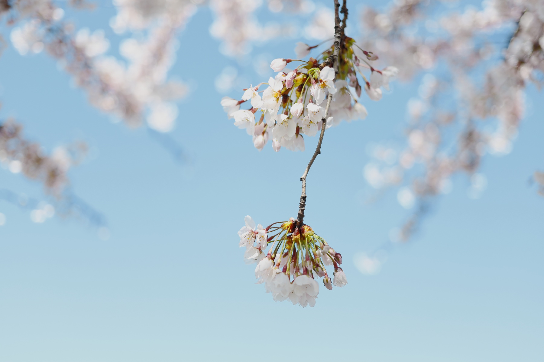 EF40mm-F28-STM-桜2
