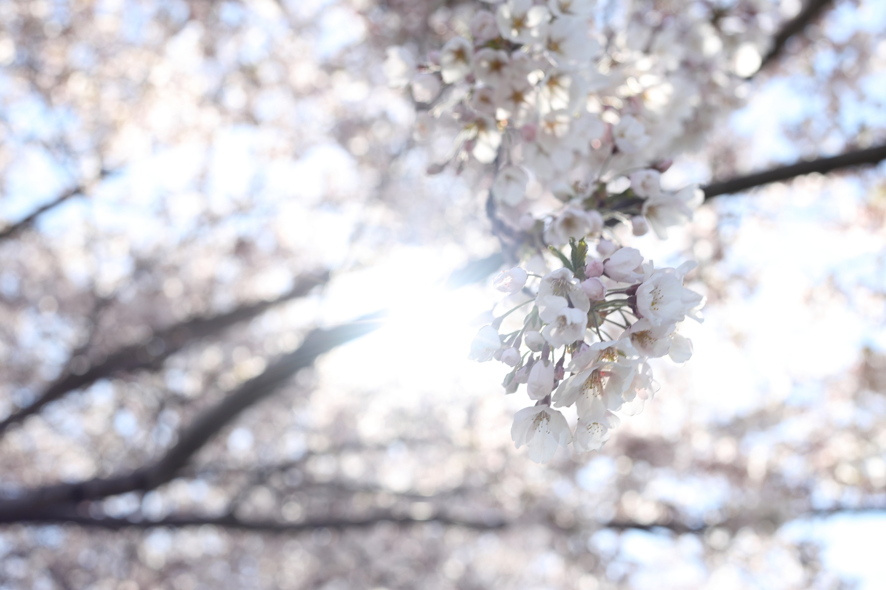EF40mm-F28-STM-スナップ5