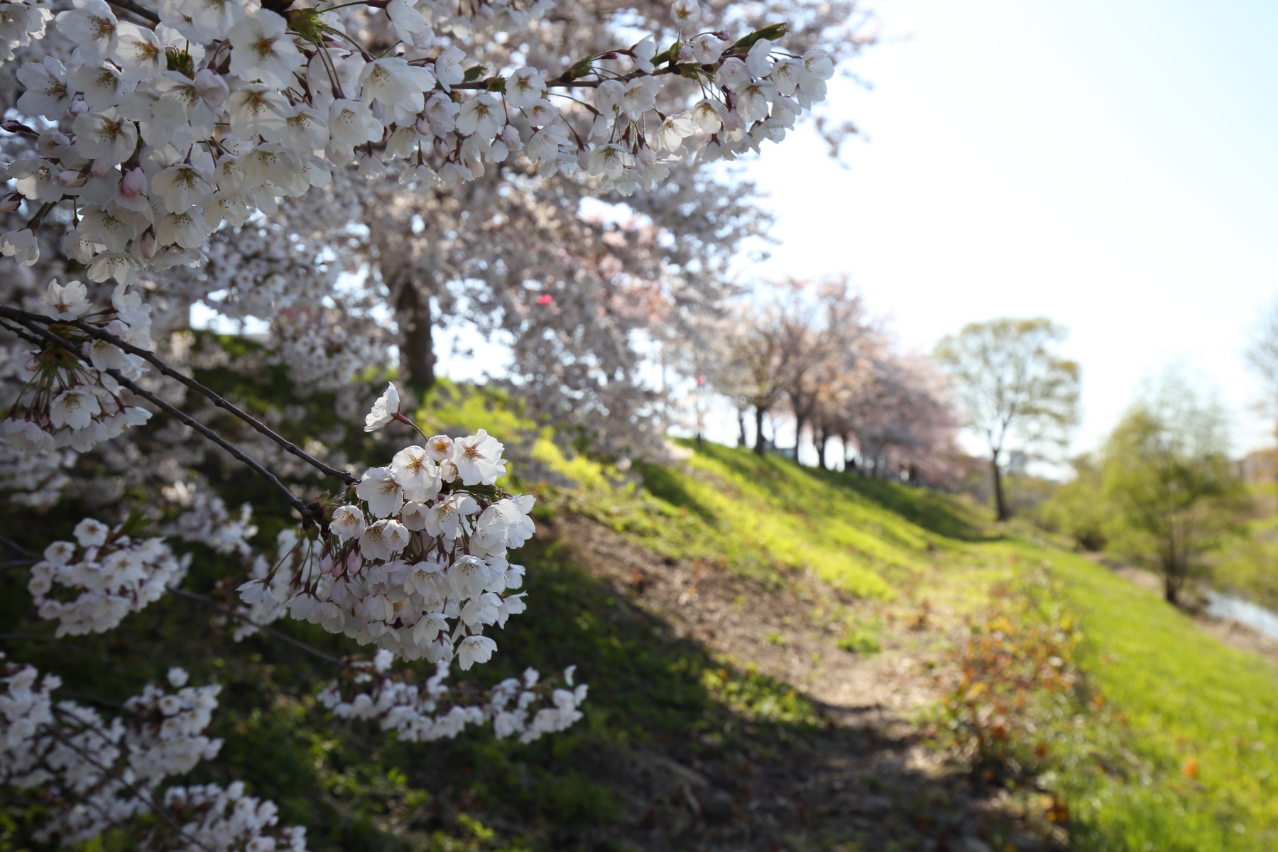EF16-35-F4L-IS-USM-桜2