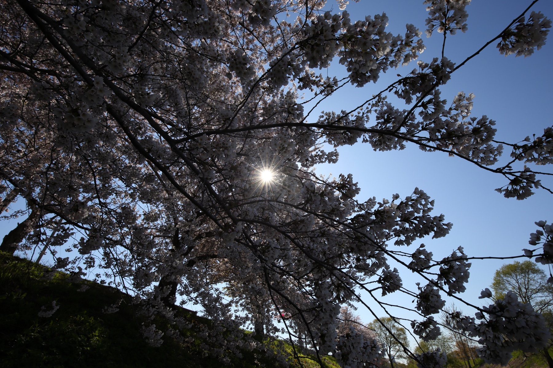 EF16-35-F4L-IS-USM-桜
