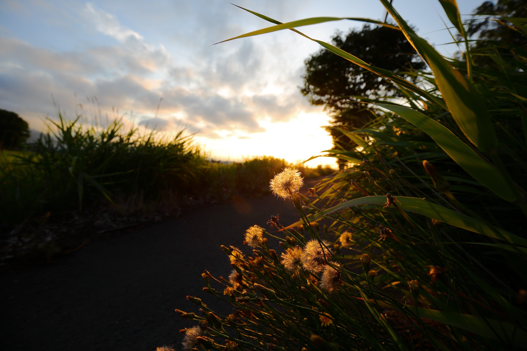 EF16-35-F4L-IS-USM-夕暮れ時